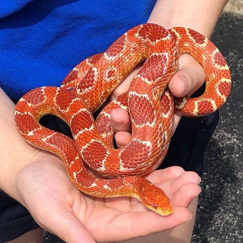 Richard Allen on Instagram: “Beautiful female reverse Okeetee corn snake at Reptile Rapture. www.reptilerapture.net” Okeetee Corn Snake, Boop Noodle, Snakes For Sale, Richard Allen, Corn Snakes, Pet Snakes, Snake Turtle, Pretty Snakes, Corn Snake