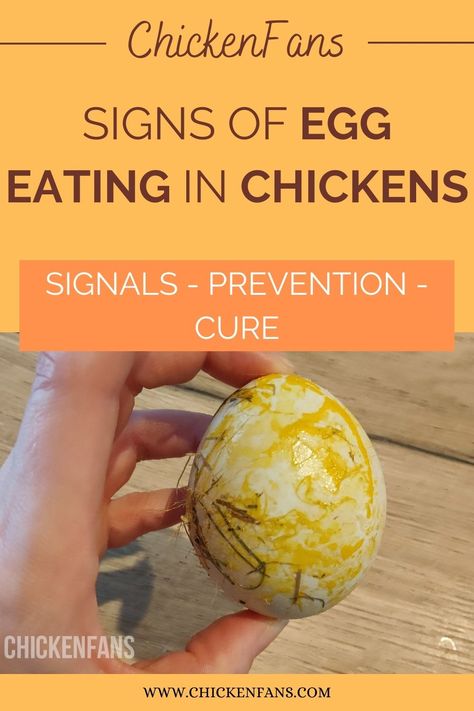 Many backyard chicken keepers raise chickens for their eggs. So picture this: one cheeky bird in your flock develops a sneaky taste for those delicious eggs. There is no doubt you’ll need to address the situation immediately. Raw Eggs, Raise Chickens, Chicken Health, Chicken Eating, Eating Eggs, Chicken Feed, Nesting Boxes, Raising Chickens, Chicken Eggs