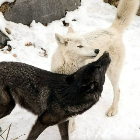 Matching Wolf Pfps, Fenrys Moonbeam, Wolf Love, Wolf Pictures, Beautiful Wolves, Wild Creatures, Wolf Dog, Black Animals, White Wolf