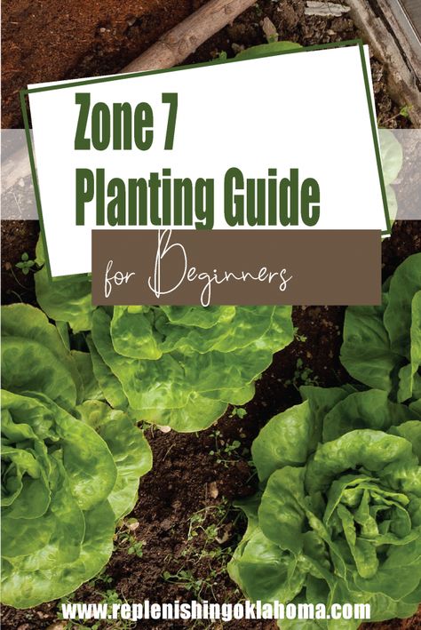 Gardening Schedule Calendar Zone 7, Zone 7b Planting Schedule Vegetables, Zone 7 Garden Plan, 7b Zone Plants, Fall Gardening Zone 7, Fall Vegetable Garden Zone 7, What Planting Zone Am I In, 7b Planting Schedule, Plants For Zone 7 Landscapes