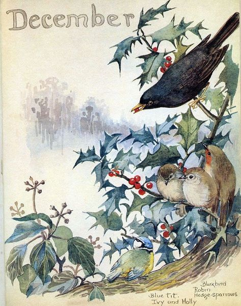 December by Edith Holden (British, 1871 - 1920) from 'Nature Notes for 1905'. In 1989 they were published in book form as 'The Nature Notes of an Edwardian Lady'. Country Diary Of An Edwardian Lady, Edith Holden, Marjolein Bastin, Art Essentials, Winter Illustration, Christmas Wonderland, The Four Seasons, Art Uk, Literature Art