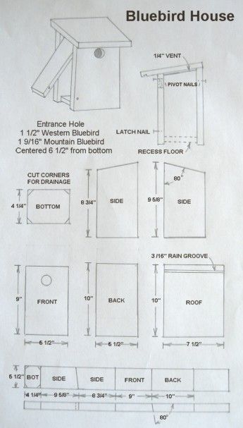 Bluebird House Plans, Cardinal Bird House, Martin Bird, Bird House Plans Free, Birdhouse Plans, Wren House, Purple Martin, Homemade Bird Houses, Bird Houses Ideas