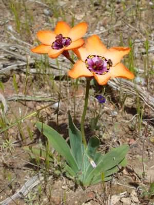 Sparaxis elegans | PlantZAfrica Indoor Plant Care, Rare Flowers, Rare Plants, Flowers Nature, Dream Garden, Plant Life, Amazing Flowers, Plant Care, Floral Wallpaper