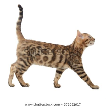 Gato Bengali, Asian Leopard Cat, Cat Walking, Leopard Cat, Cat Ideas, Cat Reference, Exotic Cats, Cat Pose, Warrior Cat