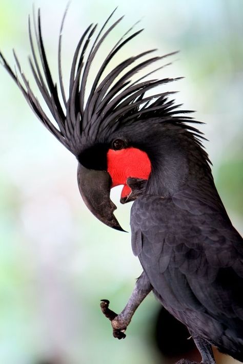 Palm Cockatoo, Bird Watcher, Australian Birds, Exotic Birds, Tropical Birds, Pretty Birds, Bird Photo, Colorful Birds, Animal Planet