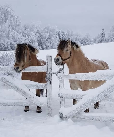 Snow Horse Aesthetic, Horse Winter Aesthetic, Winter Horse Aesthetic, Horses In Winter, Horse In Winter, Horse In Snow, Snow Horse, Equestrian Christmas, Horses In Snow