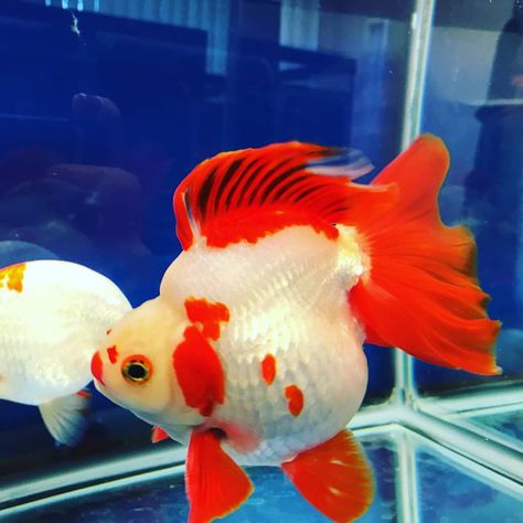 "When we are honest with ourselves we can achieve health and happiness and live harmony." - Conrad Spence #ryukin #fancygoldfish #goldfish #rickyranchu Ryukin Goldfish, Goldfish Types, Fancy Fish, Fancy Goldfish, Health And Happiness, Fish Painting, Sealife, Tropical Fish, Aquariums