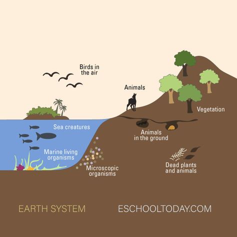 How do the earth’s spheres connect in the Earth system? How does the Biosphere interact with the other Earth's Sphere? What is the biosphere made up of? #earth #earthsystem #environment #earthscience Animals On Land, Earth System, Earth's Spheres, Microscopic Organisms, Rock Cycle, Water Scarcity, 6th Grade Science, Water Cycle, Below The Surface