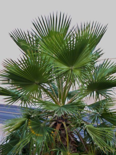 Mexican fan Palm Info: Learn About Growing Mexican Fan Palms - Mexican fan palm trees are very tall palm trees native to northern Mexico. They are attractive trees with wide, fanning, dark green leaves. Learn more about Mexican palm care and how to grow a Mexican fan palm tree in this article. Mexican Palm Tree, Moss Lawns, Palm Tree Garden, Palm Tree Care, Fan Palm Tree, Garden Bushes, Plants 101, Tomato Planting, Palm Trees Garden