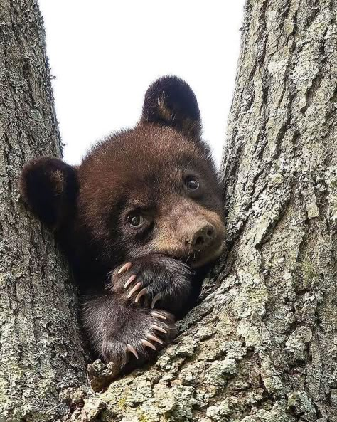 Photo Ours, Black Bear Cub, Bear Cub, Bear Pictures, Bear Art, Bear Cubs, Cute Animal Pictures, Animal Planet, Baby Bear