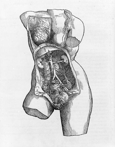 Andreas Vesalius: De humani corporis fabrica (53.682) | Heilbrunn. 1555. Timeline of Art History | The Metropolitan Museum of Art Andreas Vesalius, Anatomical Illustration, Anatomical Drawings, Medical Drawings, Vintage Anatomy, Female Bust, Medical Pictures, Human Anatomy Art, Medical Art