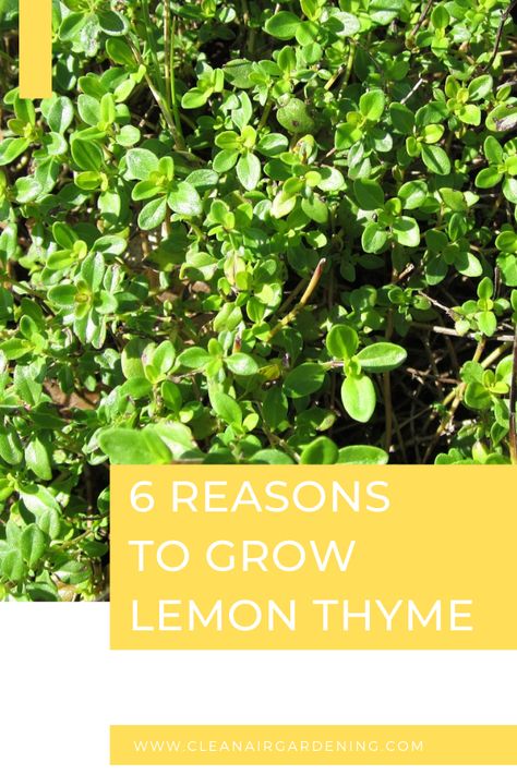 Lemon Thyme Benefits, What To Do With Lemon Thyme, Lemon Thyme Uses, Lemon Thyme Medicinal Uses, Fresh Thyme Recipes, Lemon Thyme Plant, Pruning Herbs, Lemon Thyme Recipes, Thyme Benefits