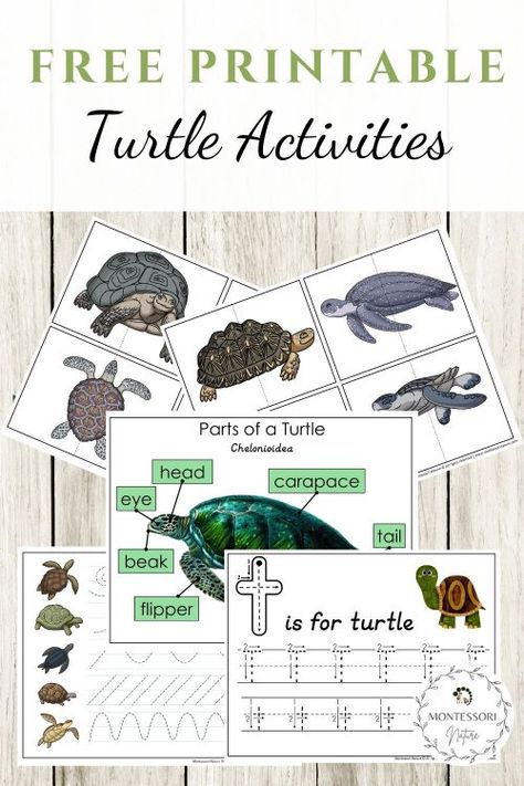 Turtle Lesson Plans Preschool, Turtle Montessori, Montessori Turtle Activities, Turtle Stem Activities, Turtle Theme Preschool Activities, Turtle Printable, Turtle Activities For Kindergarten, Turtles Preschool, Turtle Activities For Kids