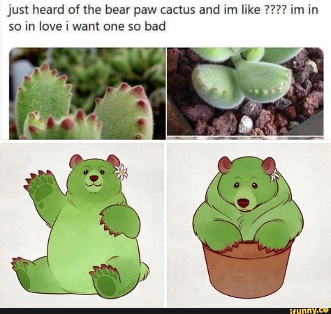 Bear Paw Cactus, Animal Fails, Bear Paw, Bear Paws, Silly Animals, Pretty Plants, Funny Animal Memes, So In Love, The Bear