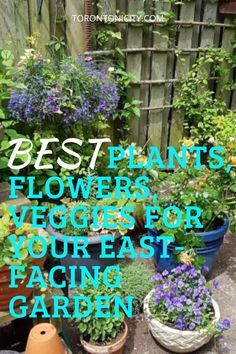 East Facing Balcony Plants, East Facing Front Yard Landscaping Ideas, East Facing Garden Plants, East Facing Garden Design Uk, Plants For East Side Of House, North East Facing Garden, East Facing Garden Ideas, East Facing Flower Bed Ideas, East Facing Garden Design