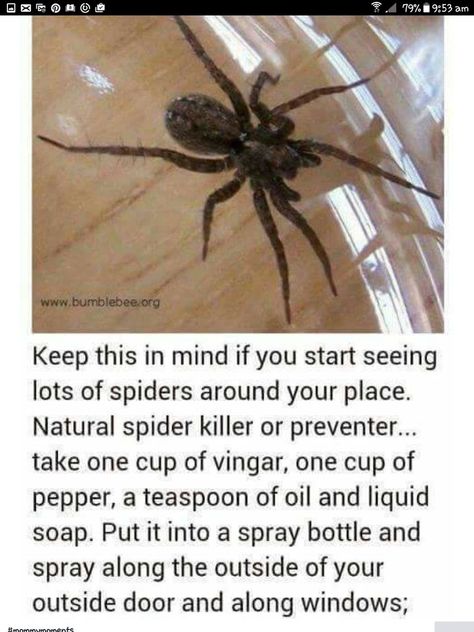 Spider Deterrent, Spider Spray, Spider Killer, Spiders Repellent, Handy Gadgets, Get Rid Of Spiders, Kill Ants, Bug Repellent, Bug Spray