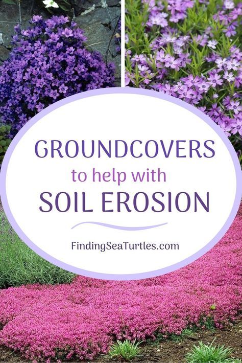 Ground Covers For Sun, Soil Erosion, Landscaping On A Hill, Garden Problems, Growing Grass, Ground Covers, Sloped Backyard, Hillside Landscaping, Sloped Garden