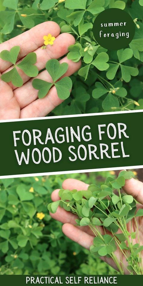 Sorrel Benefits, Foraging Aesthetic, Sorrel Recipes, Summer Foraging, Sorrel Recipe, Survival Knowledge, Edible Perennials, Medicinal Herbs Remedies, Medicinal Wild Plants