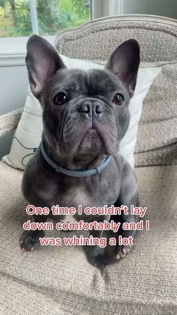 French Bulldog Videos, French Bulldog Drawing, Bulldog Drawing, Funny Quotes Pics, Funny Puppies, French Bulldog Funny, Bulldog Funny, Quotes Pics, Puppies Funny