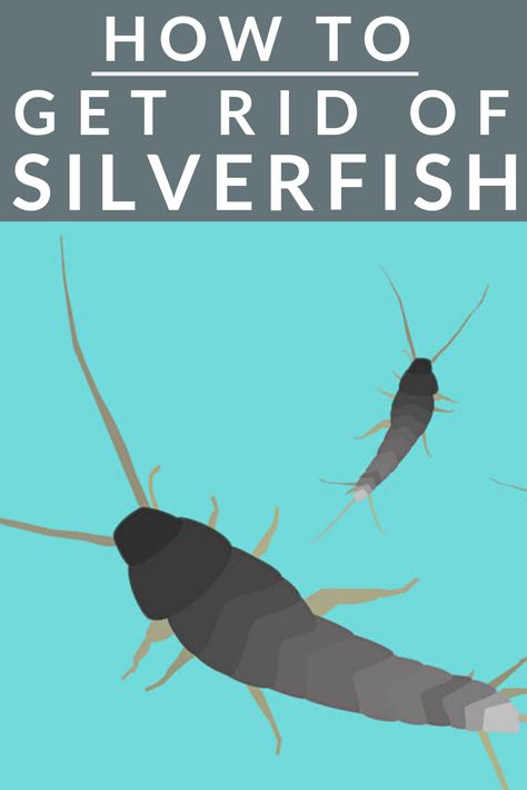 Wondering how to get rid of silverfish? You're in luck. Today we're sharing the top methods for banishing silverfish bugs from your home, including natural home remedies. Whether they're in your closet, your bathroom, your basement, we've got the solution to getting rid of them for good! Get started now... How To Get Rid Of Silverfish Naturally, How To Get Rid Of Silverfish, Silverfish Repellent, Get Rid Of Silverfish, Fruit Fly Trap Diy, Moving Hacks, Ranger Station, Get Rid Of Spiders, Moth Repellent