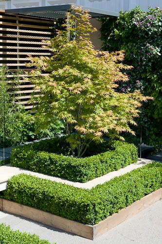 Maple Tree Landscape, Garden Front Of House, Japanese Maple Tree, Flower Garden Design, Front Yard Garden, Maple Tree, Chelsea Flower, Japanese Maple, Chelsea Flower Show