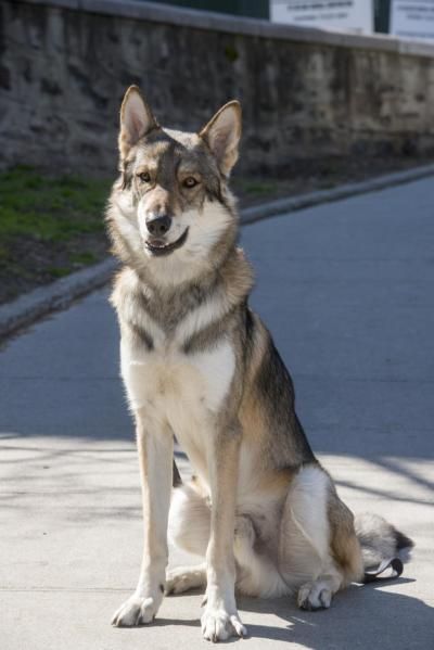 Tamaskan Dog, Cat Breeds List, Pet Wolf, Family Friendly Dogs, All Cat Breeds, Wolf Poses, Unique Dog Breeds, Dog Poses, Image Swag