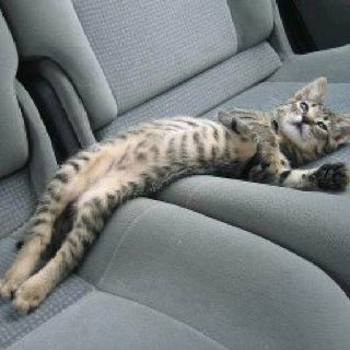 “Bro, I really appreciate you driving me home. I’m just gonna lay like this, OK?” | 31 Cats Who Overdid It On The Eggnog Image Chat, Picture Captions, Funny Animal Pictures, Beautiful Cats, 귀여운 동물, Crazy Cats, Cat Pics, Week End, Cat Love