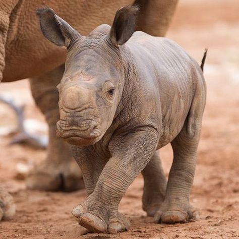 Baby Black Rhino calf walking with mom Save The Rhino, Baby Rhino, Wild Baby, Baby Animals Pictures, Rhinos, Baby Animals Funny, African Animals, Jungle Animals, Animal Tattoos