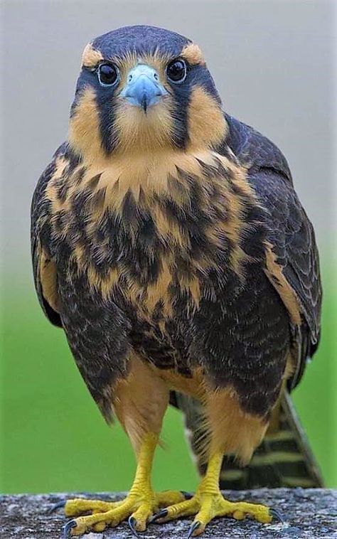 Raptors Bird, Amazing Animal Pictures, Peregrine Falcon, Don't Sleep, Bird Of Prey, Rare Birds, Funny Birds, Bird Pictures, Tropical Birds