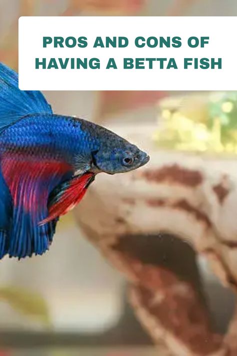 Betta fish are active and playful fish, and can be easy to care for. Bettas are among the most popular aquarium fish. Find out in this article the pros and cons in having betta fish as pet. #bettafish #freshwaterfish Beta Care, Beta Fish Care, Baby Betta Fish, Betta Care, Betta Fish Aquarium, Aggressive Animals, Koi Betta, Aquarium Maintenance, Indoor Water Garden