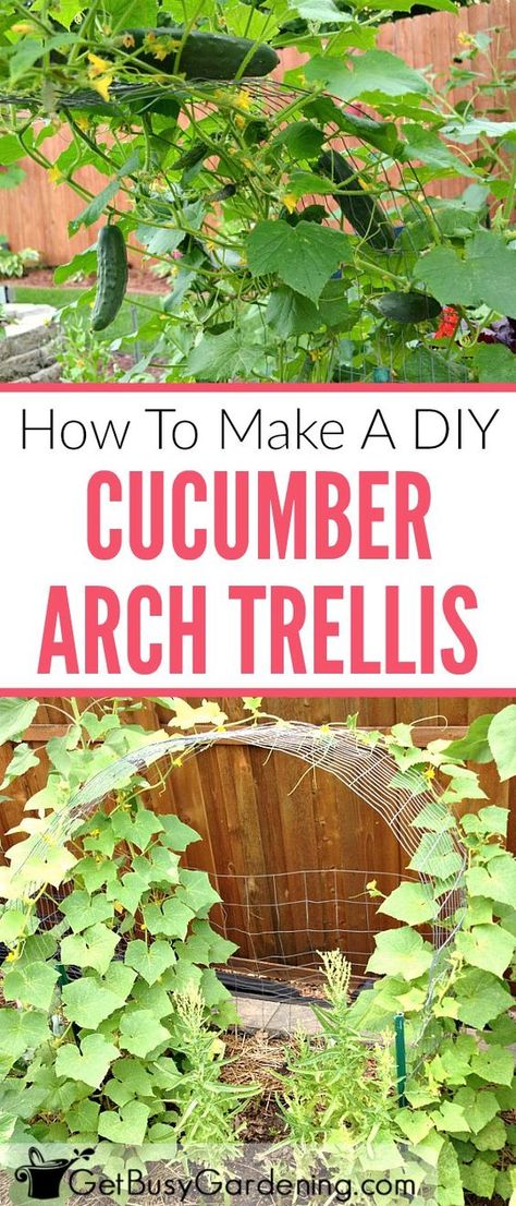 Growing cucumbers on a trellis saves space in the garden, and makes harvesting a breeze. Follow this step-by-step tutorial to make your own simple arch cucumber trellis. Cucumber Arch Trellis, Cucumber Trellis Diy, Bean Trellis, Trellis Diy, Grape Trellis, Tomato Trellis, Garden Arch Trellis, Cucumber Trellis, Diy Garden Trellis