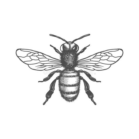 Honey Bee Black and White Vector Illustration. Vector Drawing, Handrawn, Vintage, Line Art of Honey Bee on White Background 1 Stock Vector - Illustration of icon, hornets: 240409020 Vintage Line Art, Bee Drawing, Black And White Vector, Honey Design, Cartoon Bee, Tattoo Graphic, Line Art Vector, Vintage Bee, Nature Artwork