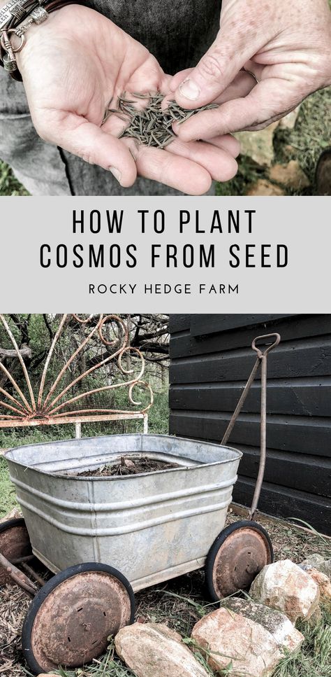 How To Plant Cosmos From Seeds - Rocky Hedge Farm Growing Cosmos, Shape Of The Universe, Easiest Flowers To Grow, Cut Garden, Homestead Ideas, Cosmos Flowers, Black Holes, Cut Flower Garden, Annual Flowers