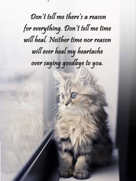 Saying Goodbye To My Cat, Losing A Cat Quote, Losing A Pet Quotes, Pet Decorations, Inspirational Animal Quotes, I Miss My Cat, Cat Poems, Cat Love Quotes, Pet Quotes