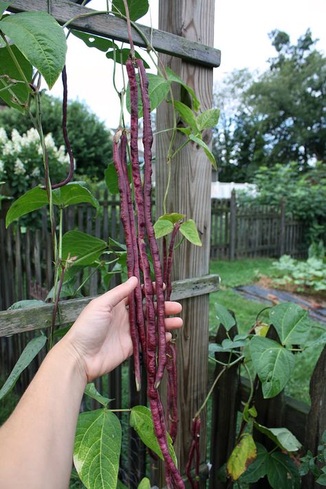 The Amazing Red Noodle Bean - Hobby Farms Tall Garden Trellis, Asparagus Beans, Vegetable Planters, Goth Garden, Long Bean, Wooden Trellis, Starting A Vegetable Garden, Pole Beans, Bean Seeds