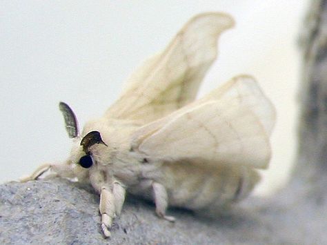 Cute Moths | Recent Photos The Commons Getty Collection Galleries World Map App ... Cute Moths, Venezuelan Poodle Moth, Silkworm Moth, Poodle Moth, Types Of Moths, White Moth, Silk Moth, Colorful Moths, Cute Moth