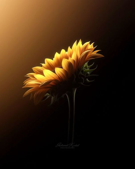 I Just Want To Live, Sunrise Flowers, Golden Sunrise, Sunflower Photography, Be At Peace, Calming The Storm, Sunflower Garden, At Peace, Orange Flower