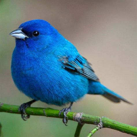 Indigo bunting Birds Wallpaper Hd, Bunting Bird, Indigo Bunting, Blue Bunting, Painted Bunting, Bird Supplies, Bird Wallpaper, Backyard Birds, All Birds