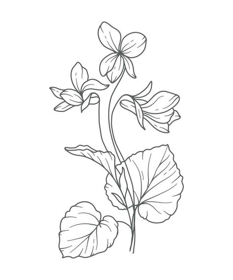 Violet flower Line Art. Violet flower outline Illustration. February Birth Month Flower. Violets outline isolated on white. Hand painted line art botanical illustration. Violet Flower Line Drawing, White Violet, African Violet Drawing, Violet Line Art, Violet Illustration, Violet Drawing, Violets Flowers, Botanical Illustration Black And White, Violet Tattoo