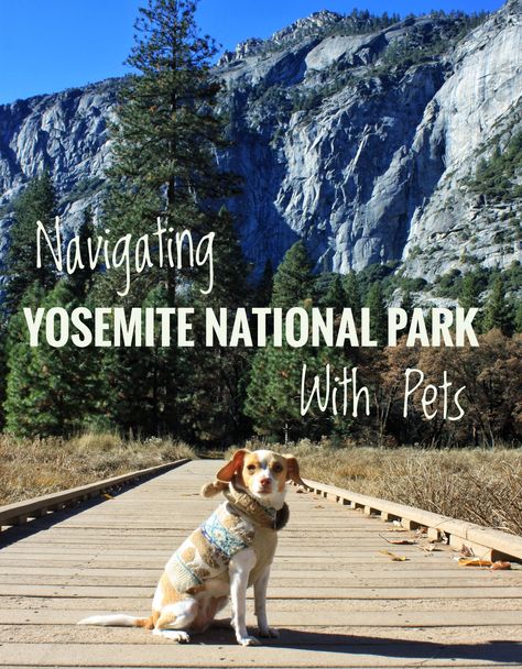 How to visit Yosemite National Park with dogs. | Bubbly Mermaid #nationalpark #Yosemite #travelwithdogs Zion National Park Hikes, Road Trip With Dog, Van Volkswagen, Dog Friendly Vacation, Yosemite Trip, Camping Snacks, Dog Top, Dog Camping, Hiking Dogs