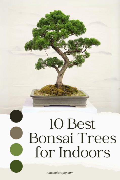 Bring the beauty of nature indoors with the best bonsai trees! 🌳✨ When selecting bonsai trees for indoor spaces, consider factors like size, lighting, and care needs. Our article explores top options that thrive in various conditions, helping you find the perfect bonsai to enhance your indoor space. Dive in and discover your ideal indoor bonsai companion! 🏡🌿 #IndoorBonsai #GreeneryInside 🍃🌳 Indoor Bonsai Tree Types, Bonsai Tree Care Indoor, Bonsai Decoration Ideas, Trees For Indoors, Bonsai Tree Indoor, Bonsai Nursery, Bonsai Tree Types, Bonsai Tree Care, Indoor Bonsai Tree