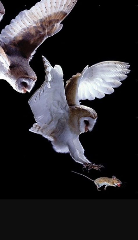 Barn owls mid-hunting Awesome Owls, Owl Photos, Owls Drawing, Owl Pictures, Beautiful Owl, Owl Bird, Snowy Owl, Baby Owls, Exotic Birds