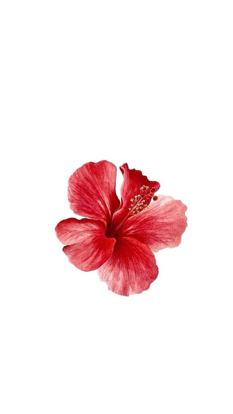 Hibiscus Flower Wallpaper Aesthetic, Flower Lockscreen, Pretty Wallpaper Ipad, Pink Flowers Wallpaper, Cute Summer Wallpapers, Improve Gut Health, Hormone Balance, Pretty Backgrounds, Apple Watch Wallpaper