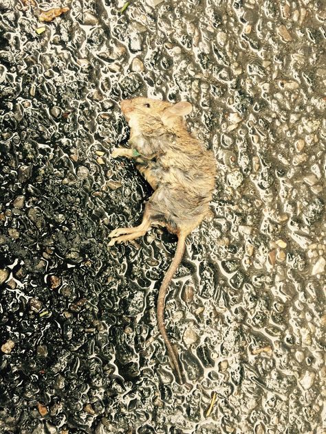 Mouse: wet and dead. Dead Mouse, On The Ground, Collage, Pins