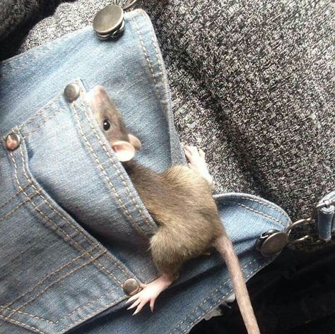 Rattus Rattus, Facts About Animals, 10 Fun Facts, Funny Rats, Fun Facts About Animals, A Rat, Cute Rats, About Animals, Pet Rats