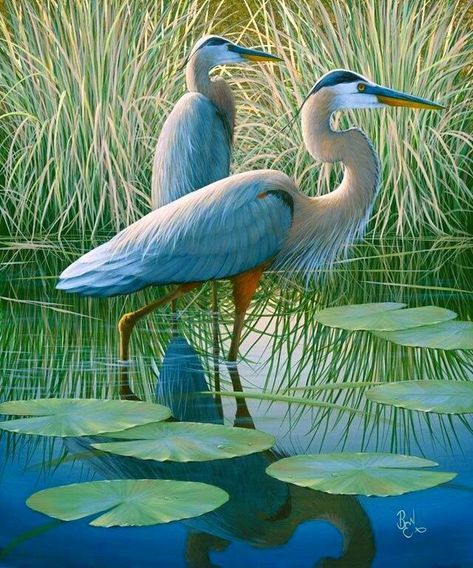 Art Mosaic, Herons, Bird Pictures, Exotic Birds, Blue Heron, Pretty Birds, Bird Photo, Colorful Birds, Kingfisher