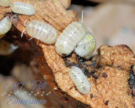 Magic Potion Isopod, Armadillidium Vulgare, Pill Bugs, Crab Food, Millipedes, Woodlice, Pill Bug, Plant Room, Hermit Crabs