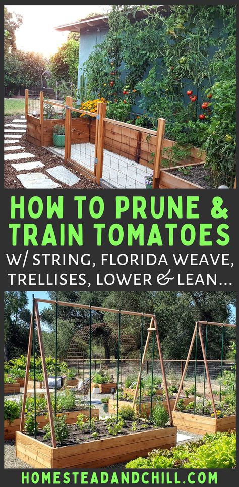 Ways To Trellis Tomatoes, Raised Garden Tomatoes, Training Tomato Plants, A Frame Tomato Trellis, Vine Tomatoes Growing, Stringing Up Tomato Plants, Tomato Vine Trellis, Raised Garden Bed Tomato Trellis, Best Way To Stake Tomato Plants