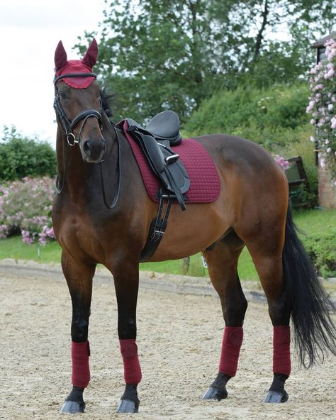 Do you really need another matching set? YES! Shop our Weatherbeeta maroon set. We won't tell 🤫  Product ID's Saddle pa Burgundy Horse Tack, Matching Tack Sets English, Matching Horse Sets, Horse Matching Sets, Horse Tack Sets English, Matching Horse Tack, Horse Tack Sets, English Tack Sets, English Horse Tack