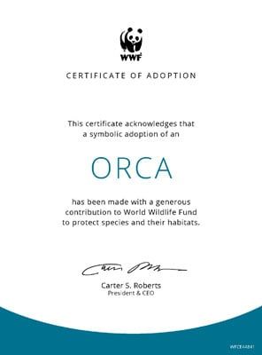 Adopt an Orca | Symbolic Adoptions from WWF Tiger Habitat, Conservation Activities, Cartoon Car Drawing, Giant Plush, Endangered Wildlife, Wild Tiger, Adoption Certificate, Animal Habitats, Letter To Yourself